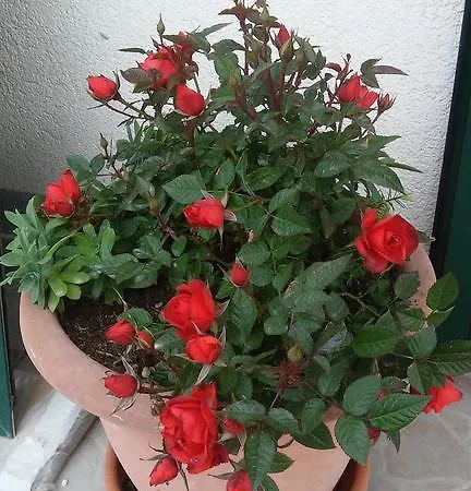 Rusula Vrsine